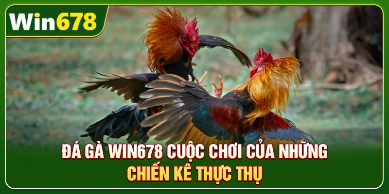 WIN678 | Trang Chủ Chính Thức, Update Mới T9/2026 - Tặng 678K 8 Đá gà Win678 cuộc chơi của những chiến kê thực thụ