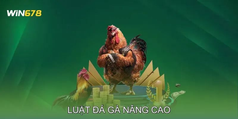 Luật Đá Gà Những Điều Người Mới Tham Gia Không Nên Bỏ Qua 4 Luật Đá Gà Nâng Cao